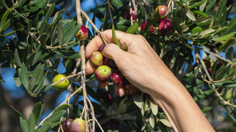 La biodiversità della terra