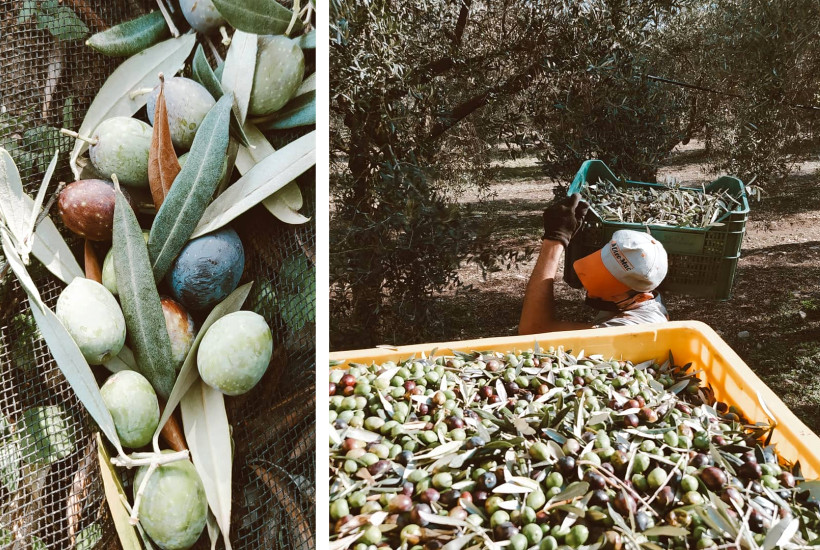 La produzione di olio extra vergine di oliva di Marina Colonna