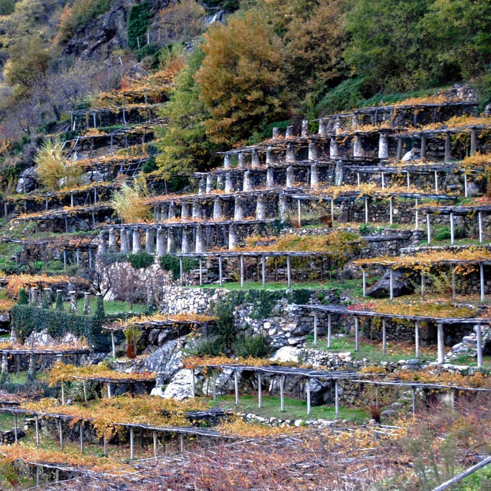 Cantina Produttori di Carema_Cibovagare